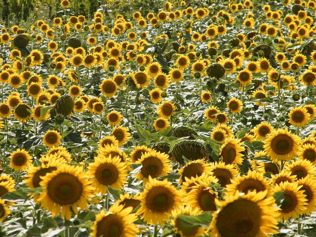Sunflowers, detail