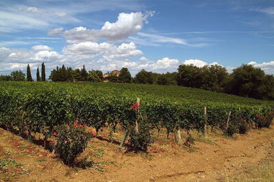 vineyard in montalcino
