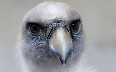 Griffon Vulture