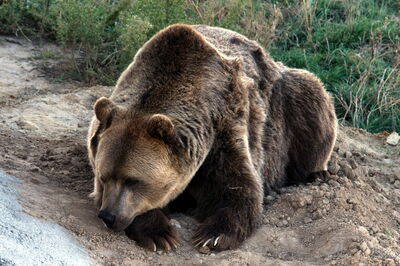 Brown Bear