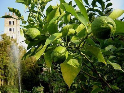 Lemons in the garden of Palazzo Pfanner
