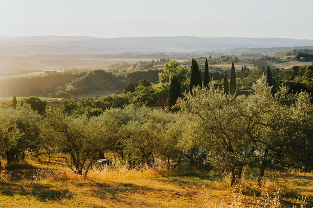 Olive groves in Tuscany