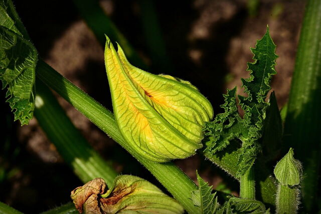 Courgette flower
