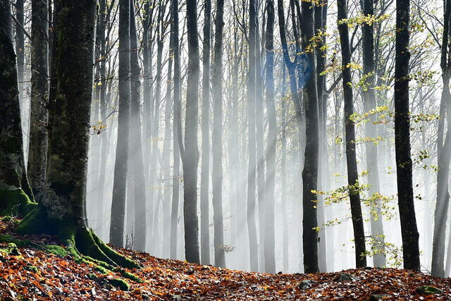 Trees in the Casentino Forests