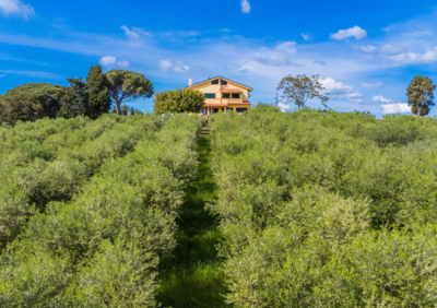 Podere La Maestà, vineyard