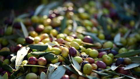 picked olives