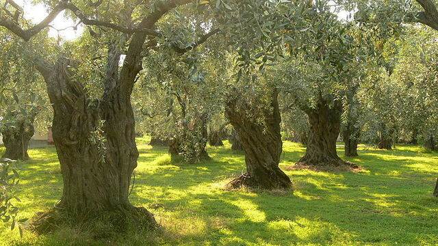 Closeup of olive trees