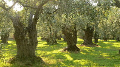 Closeup of olive trees