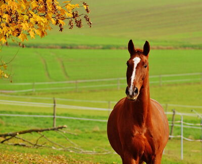Horse in Siena