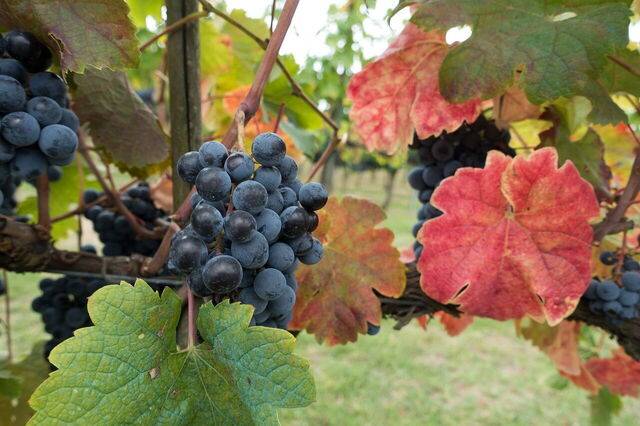 Wineries in Tuscany