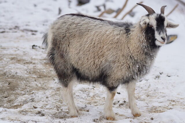 Cashmere Goat