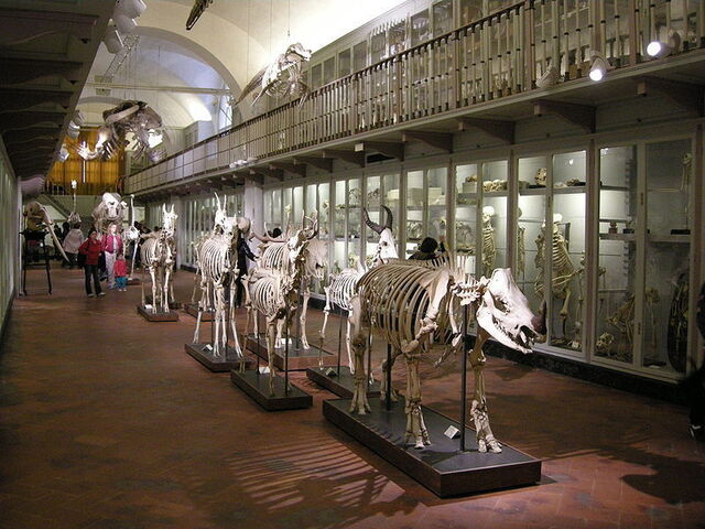 animal room in la specola museum