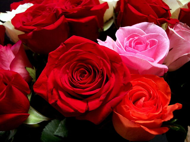 roses