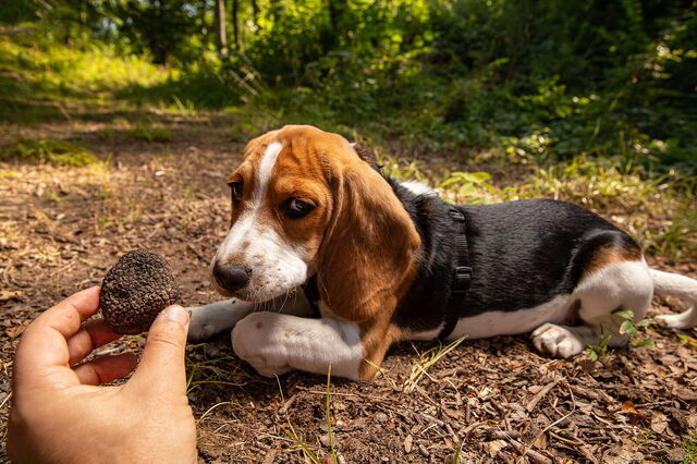 Truffle dog