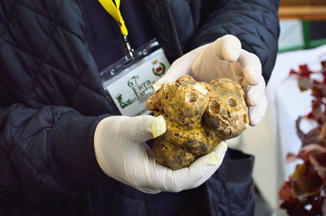 Truffles being judged