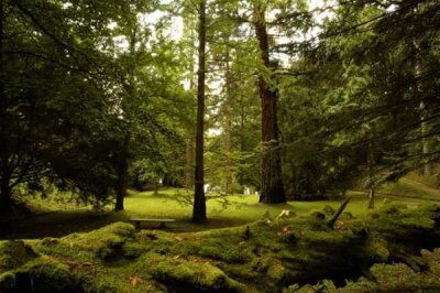 Fattoria Della Nave Woods