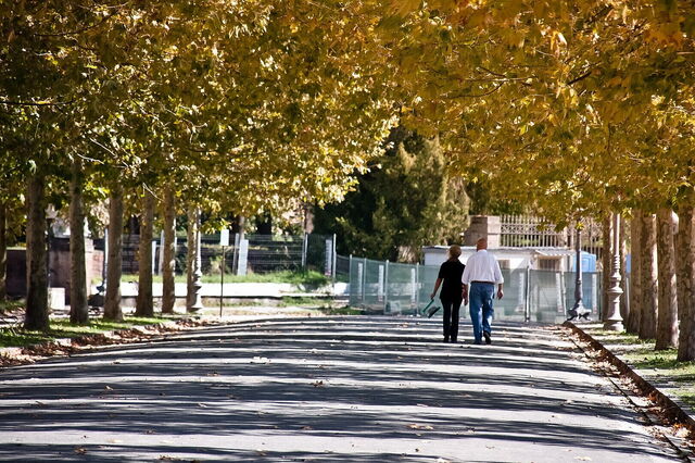 Walls of Lucca, trees