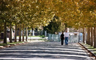 Walls of Lucca, trees