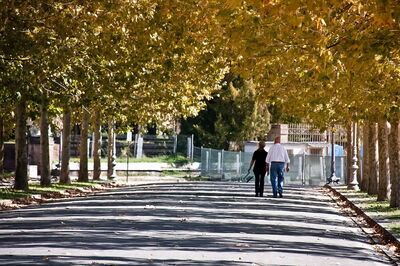 Walls of Lucca, trees