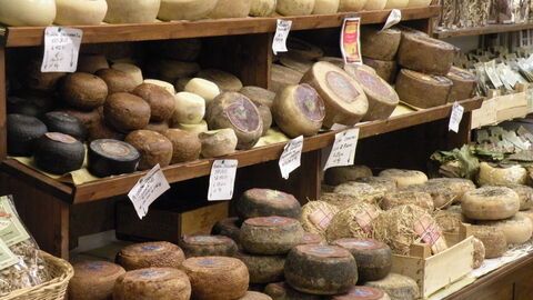 Selection of pecorino varieties