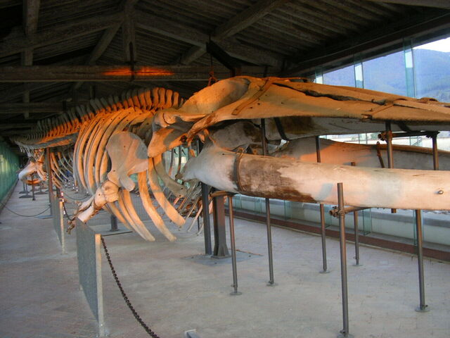 Monumental Charterhouse of Calci, Natural History Museum