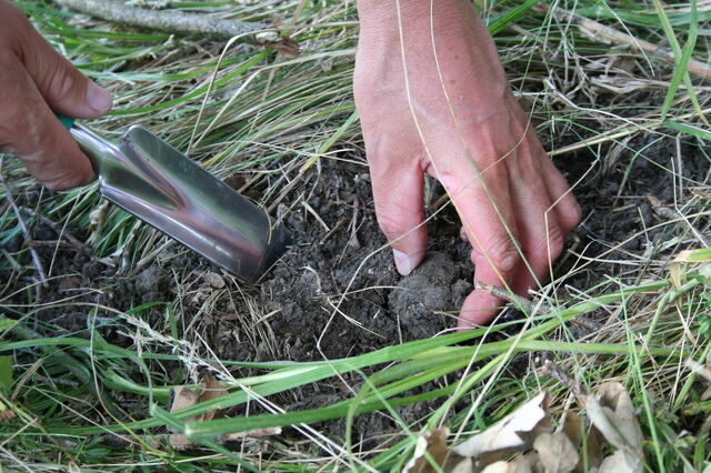 Truffles