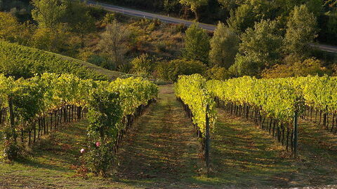 tuscan vineyard