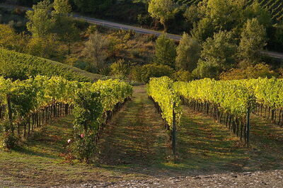 tuscan vineyard