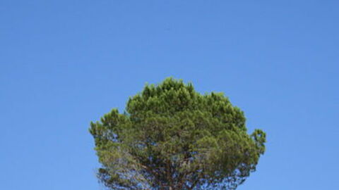 Grey land of crete senesi