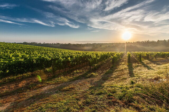 Tuscan vineyards