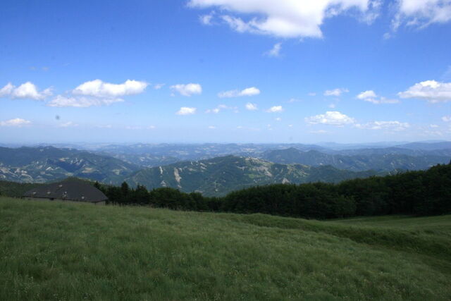 Trees in the Casentinesi National Park