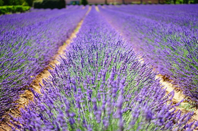 A field of lavender