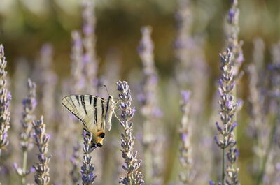 A butterfly on some lavender in Pisa