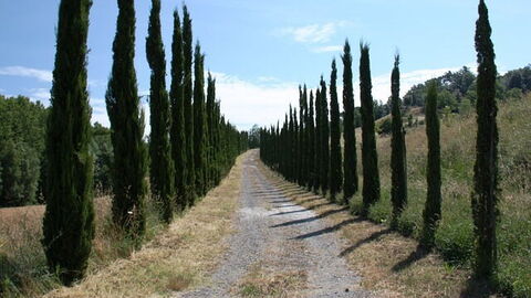 Winding tuscan country road