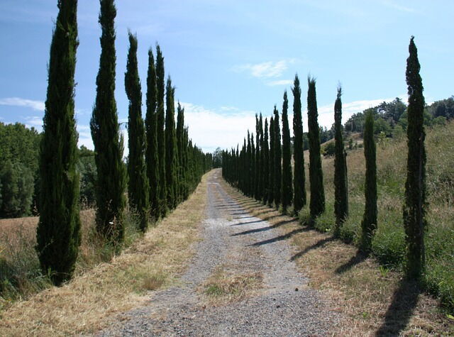 Winding tuscan country road