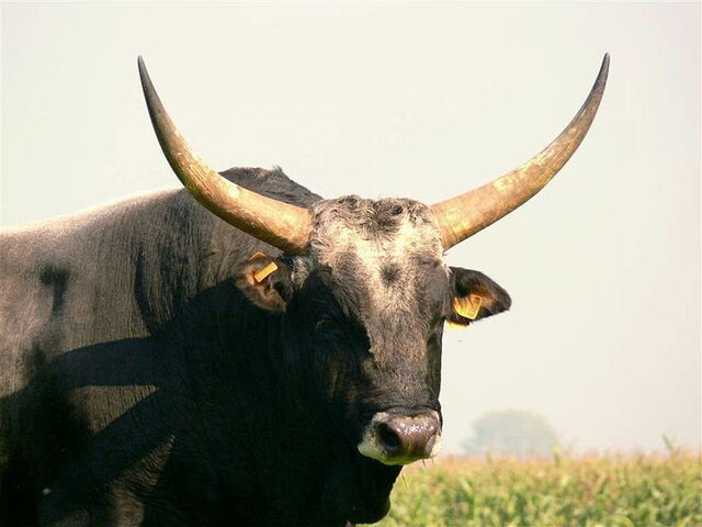 A Maremma bull