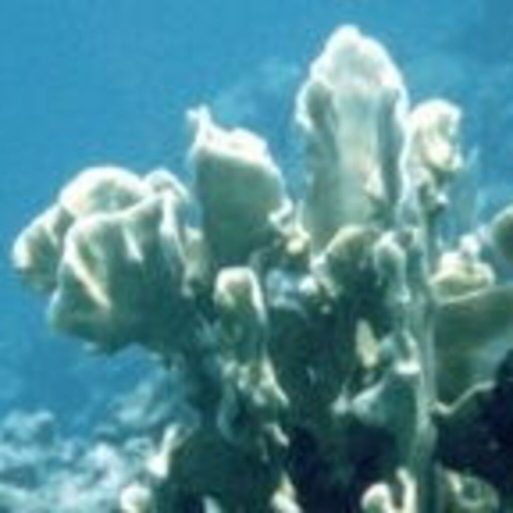 Tuscany Villas Staff