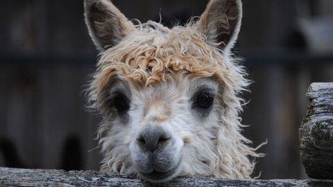 Alpaca