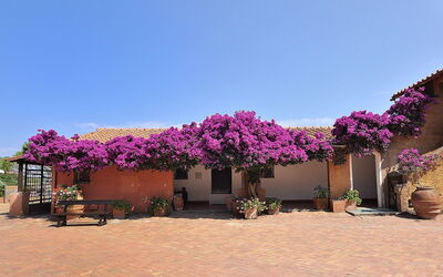 Bougainvillea on Giannutri Island