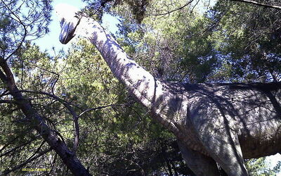 Dinosaur at Peccioli