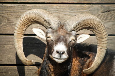 Smiling Mouflon