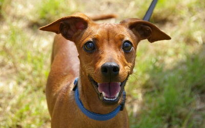 Bring your dog to Tuscany