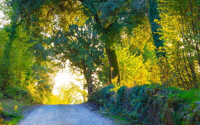 Some woods in Sovicille