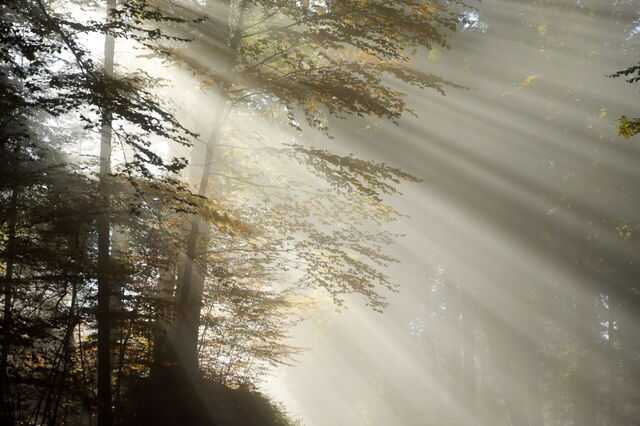 Light through the trees
