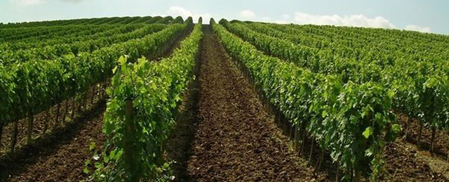 Vineyard in Tuscany