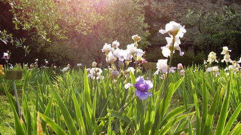 Florence Iris Garden