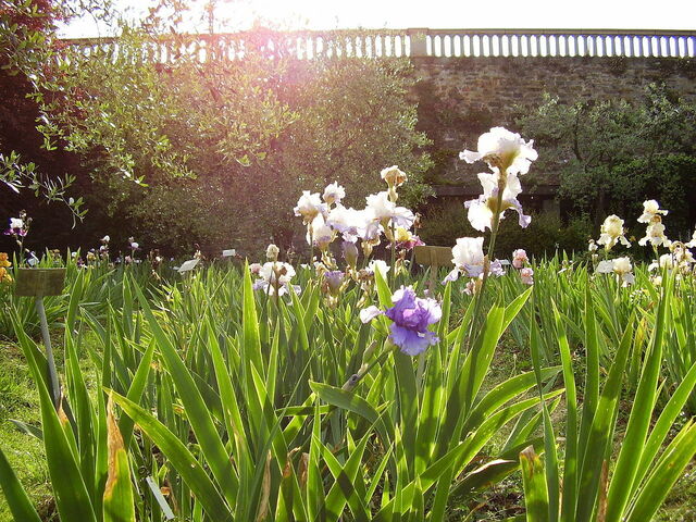Flowers in the Iris Garden