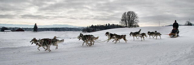 Dog sled on the snow