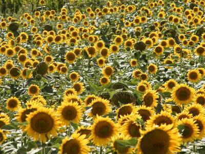 Sunflowers