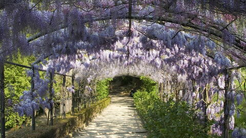 Wisteria in the Giardino Bardini